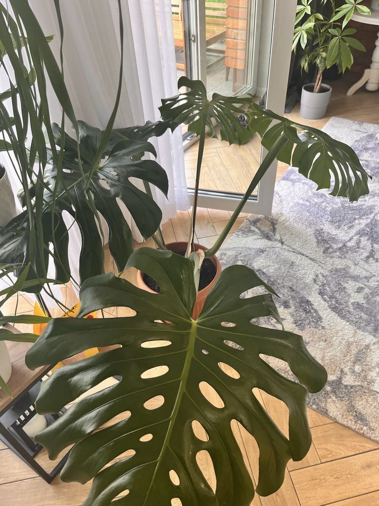 Monstera big form