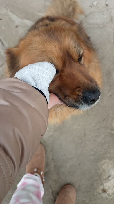Suczka w typie goldena