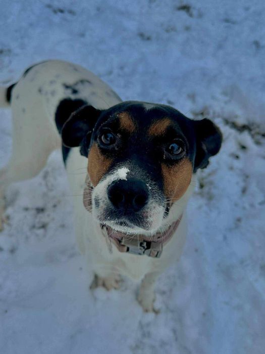 Kochany piesek kundelek