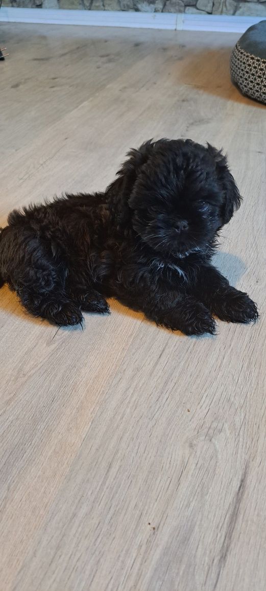 Śliczny piesek shih tzu miniaturka