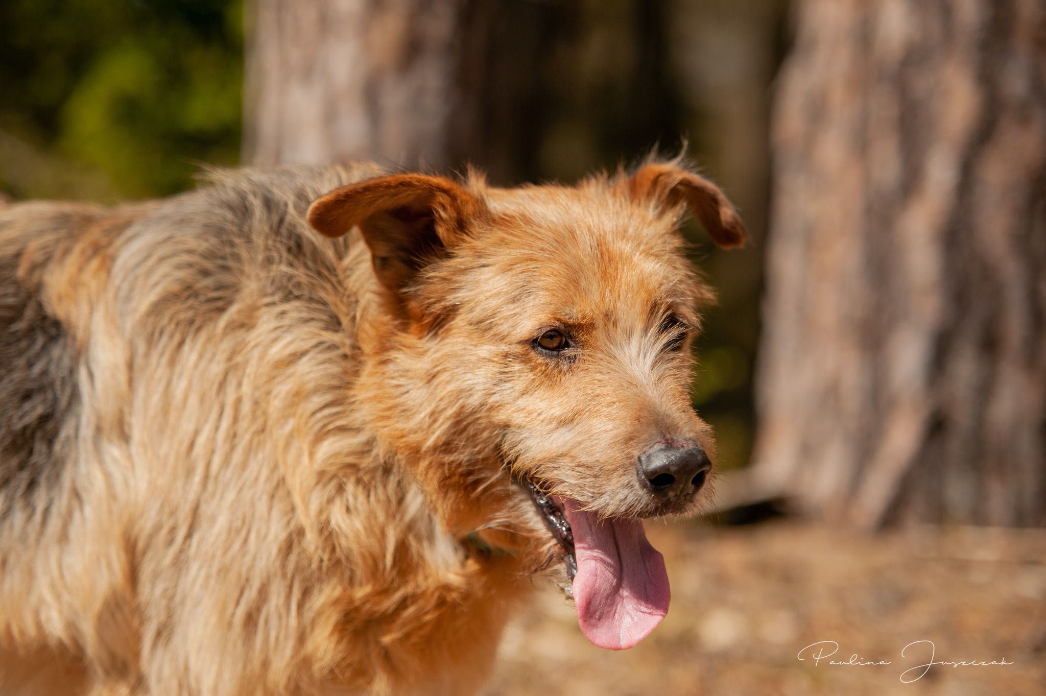 Morel szuka domu! Duży rudy pies do adopcji