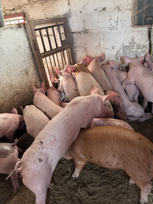 Продам поросят мʼясної та сально-мʼясної породи