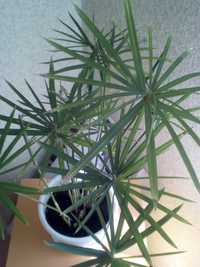 Пальма Циперус комнатное растение