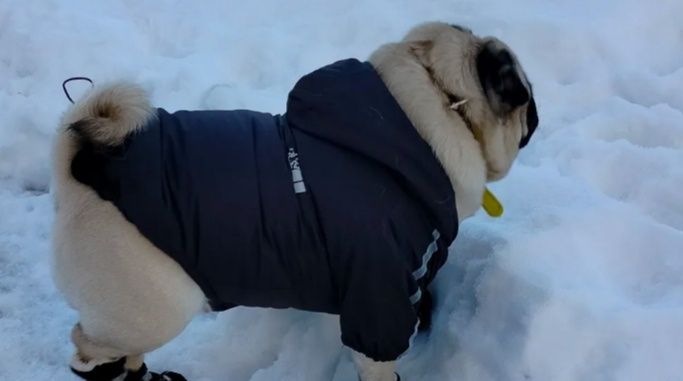 Одежда для животных