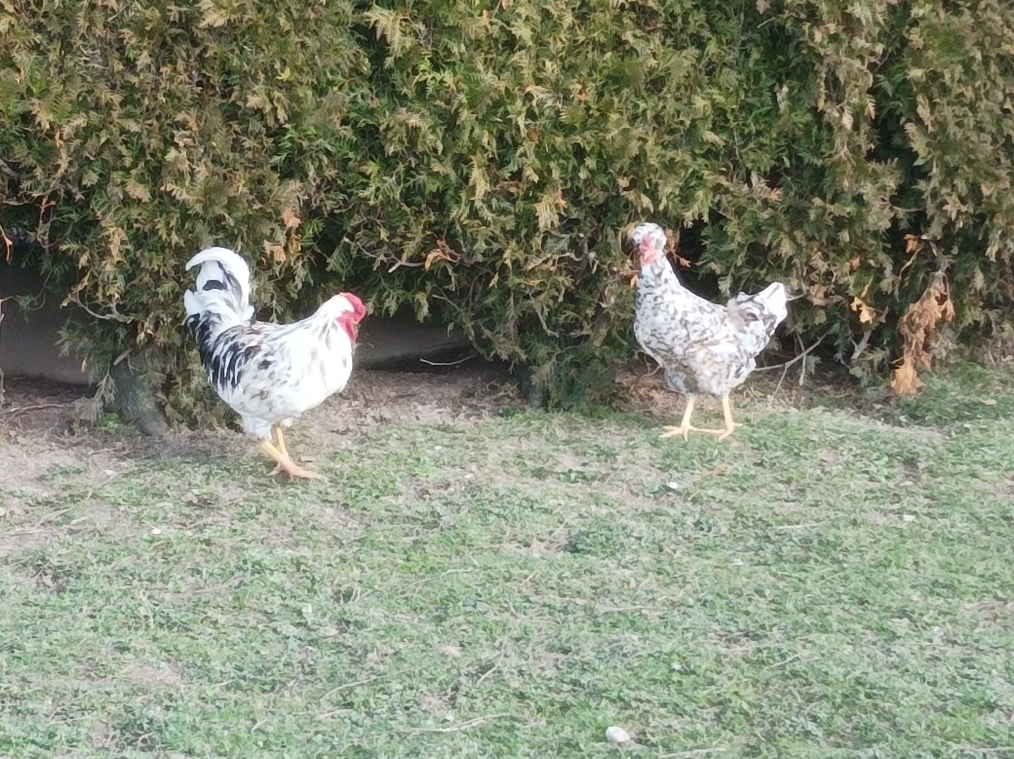 Czubatka staropolska, porcelanowa - jaja lęgowe.