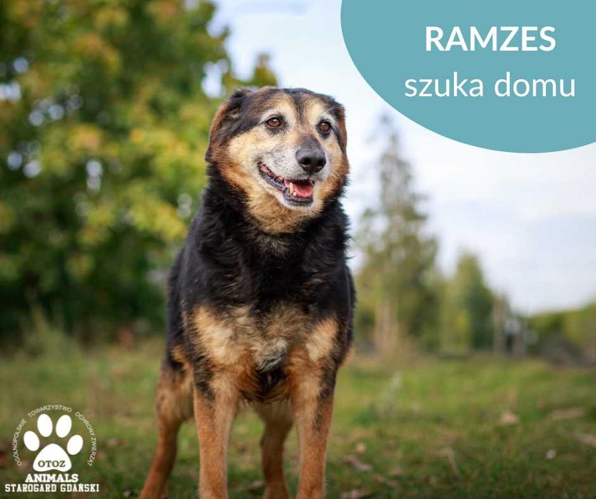 Starszy pies Ramzes szuka domu