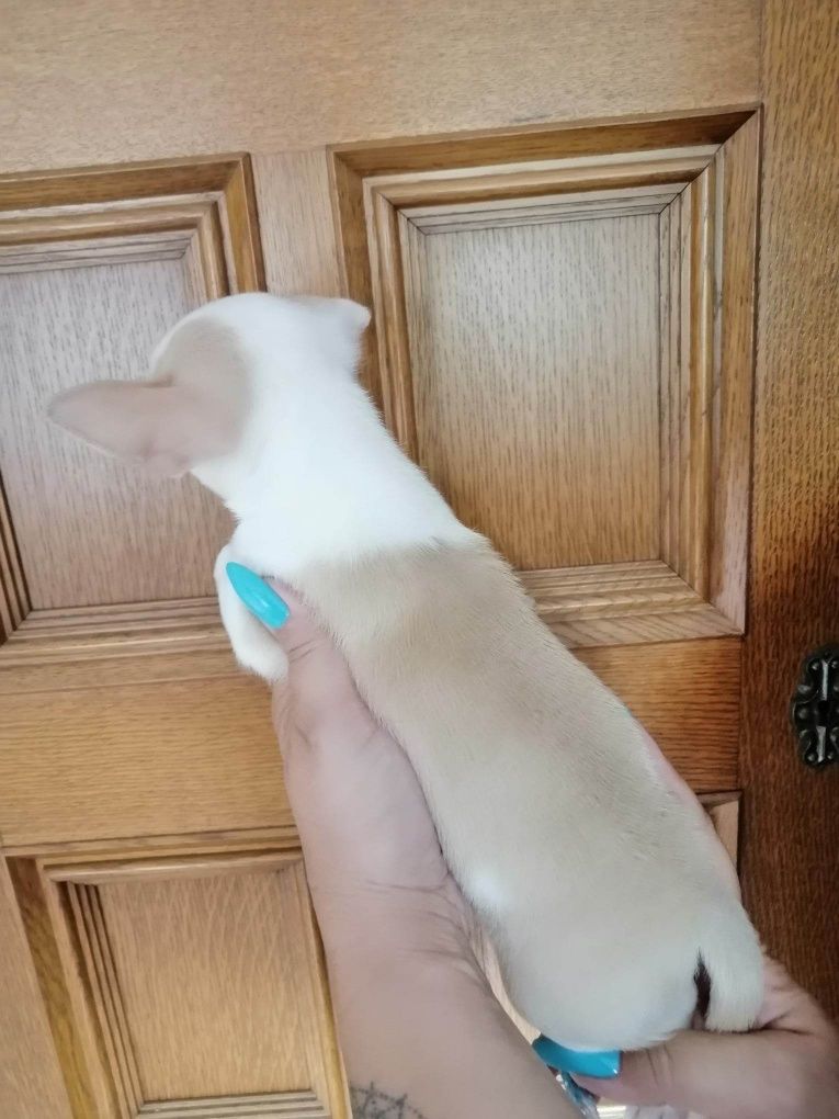 Chihuahua krótko włose