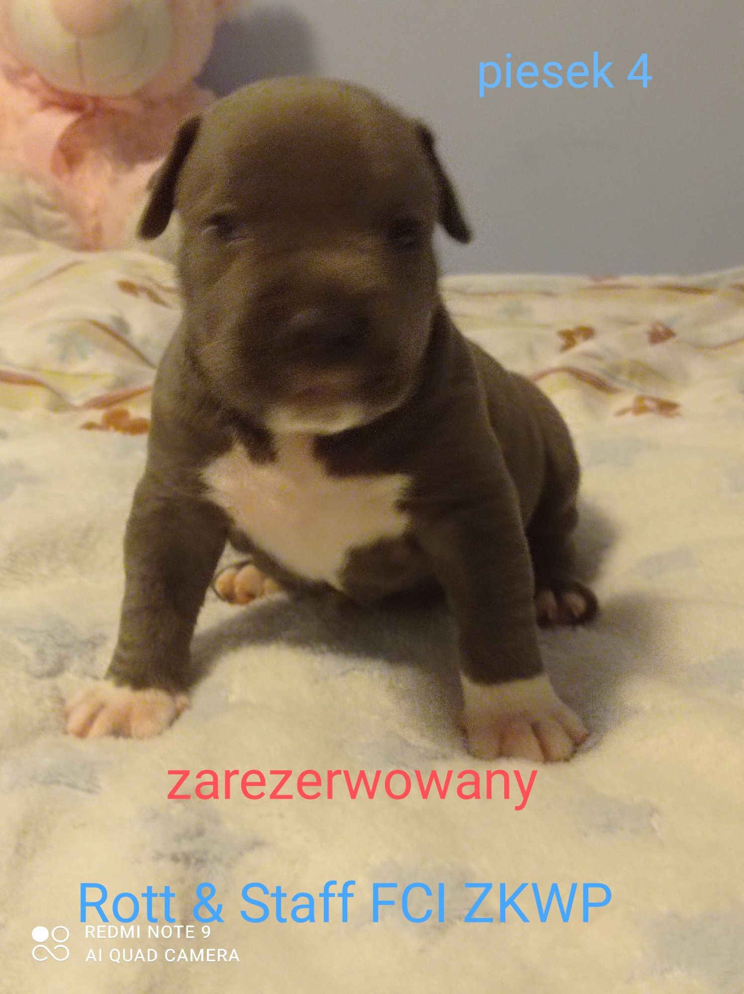 Amstaff Błękitny  Piesek Blue ZKWP FCI rezerwacja