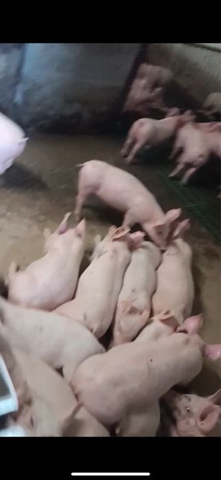 Поросята 10 килограмм