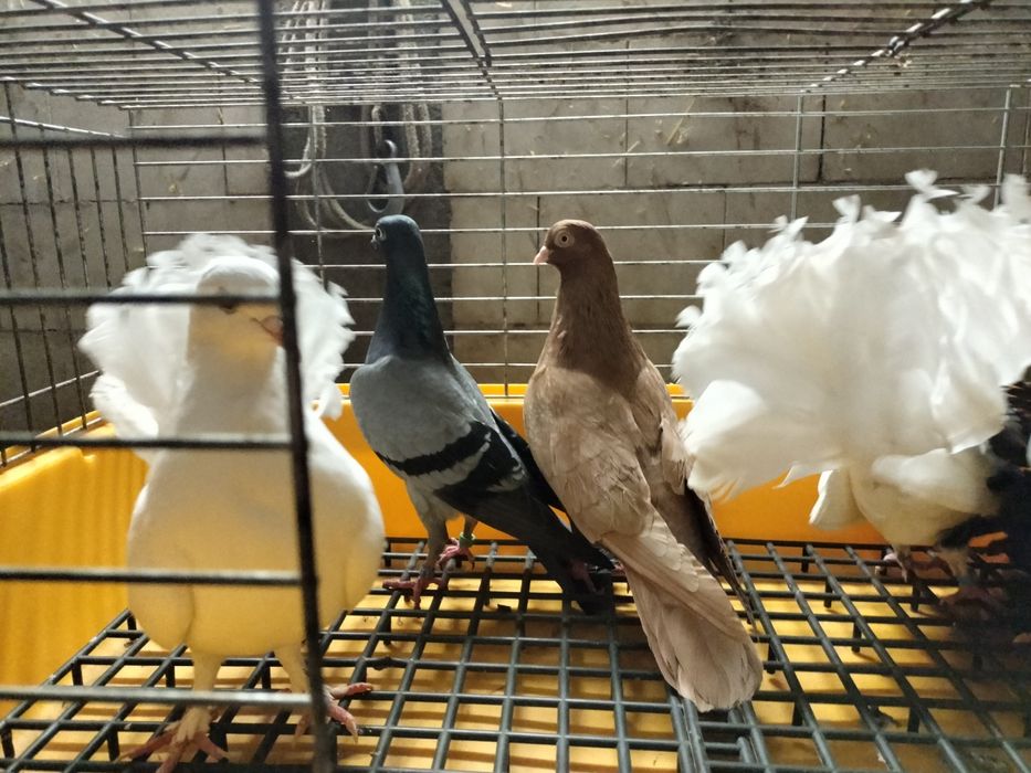 Sprzedam gołębie
