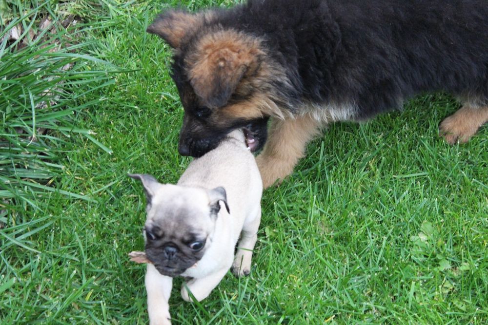 Щенки мопсишки мальчишки