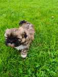 Shih Tzu Chłopiec