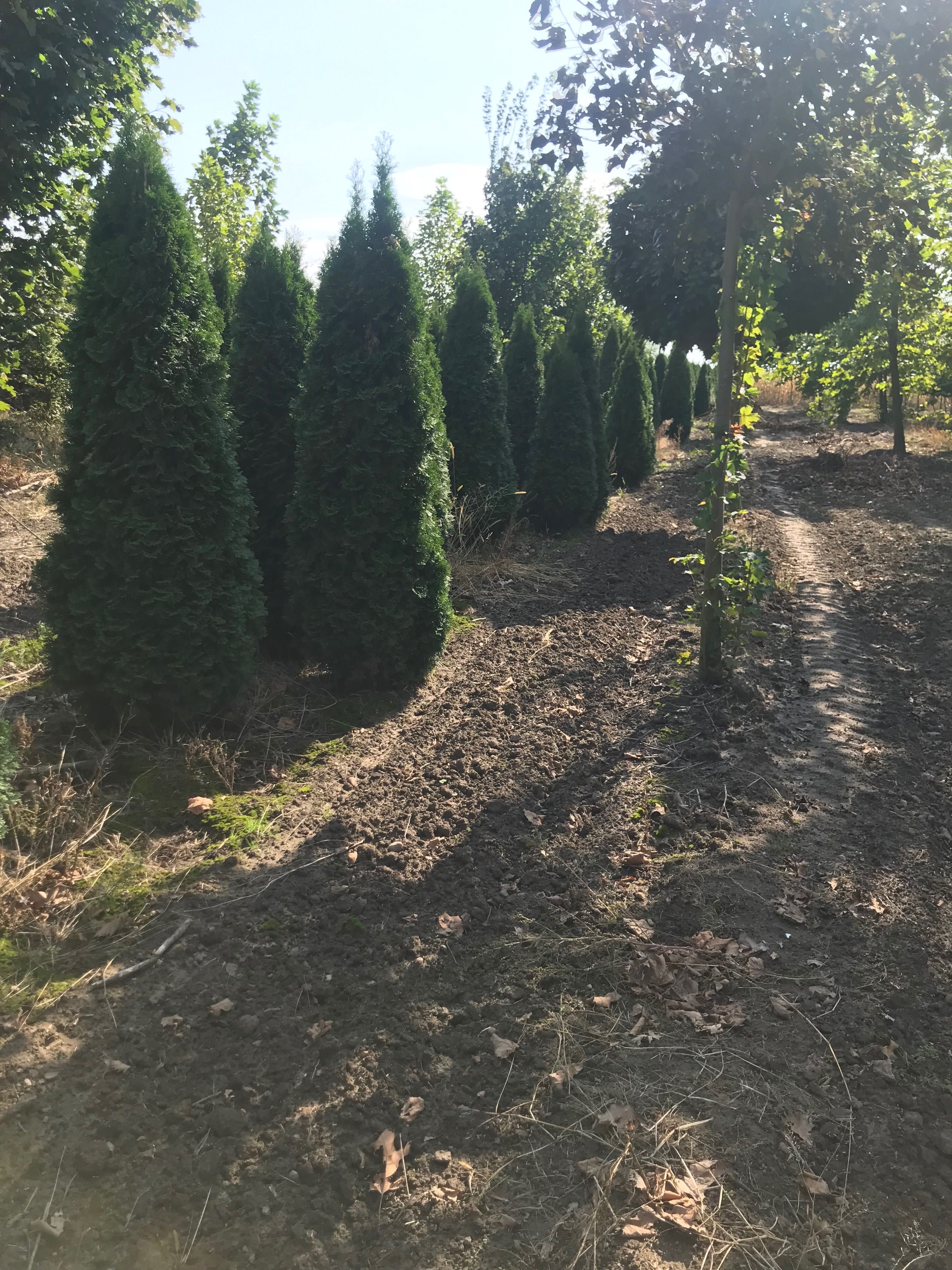 Thuja tuje szmaragd