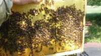 Odkłady pszczele, pszczoły, ule, rodziny pszczele, roje.