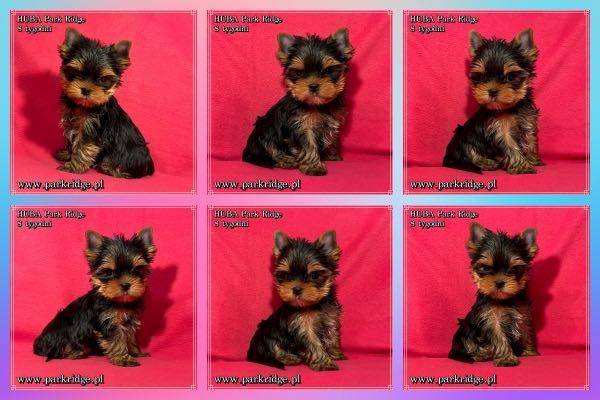 york yorki suczka mini ok. 1,5 kg rodowód ZKwP FCI