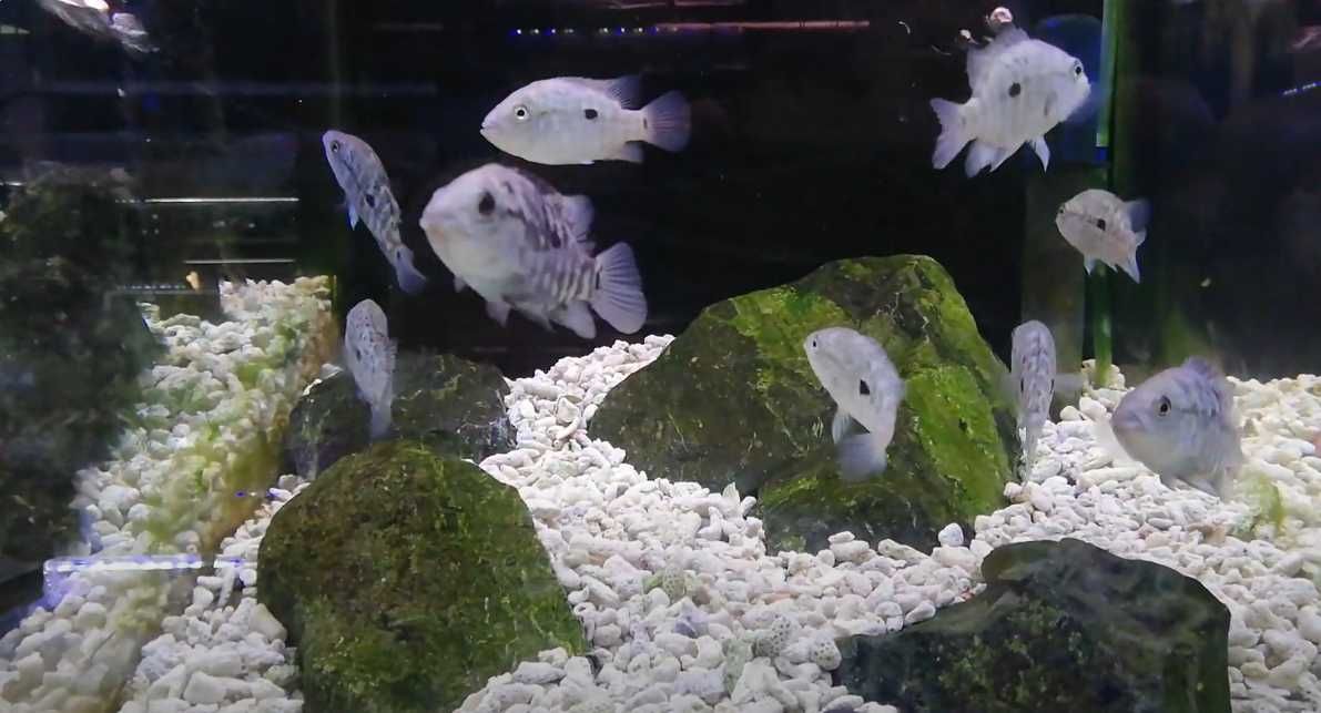 Nandopsis haitiensis 4-5cm