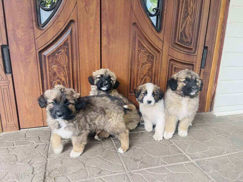 Продам цуценят московської сторожевої