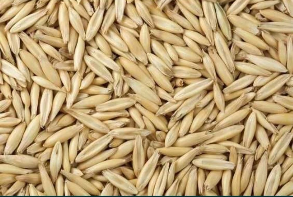 Owies Bingo po centrali