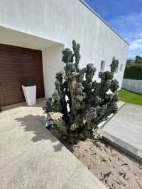 Myrtillocactus - Cactus muito raro