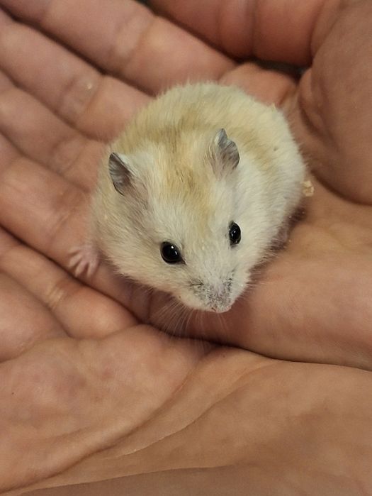 Хомячки джунгарики