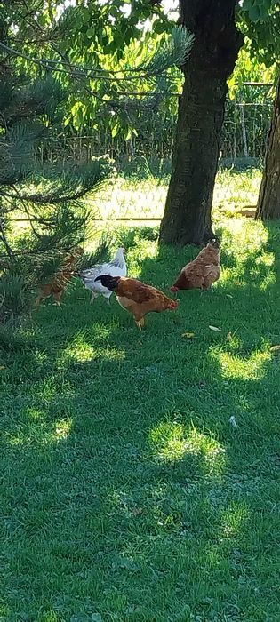 Kaczka 100zł i Kogutki 45zł.szt