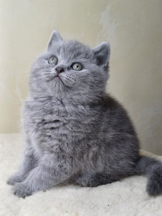 Шотландська дівчинка.