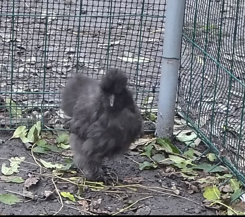 Parka silek jedwabistych