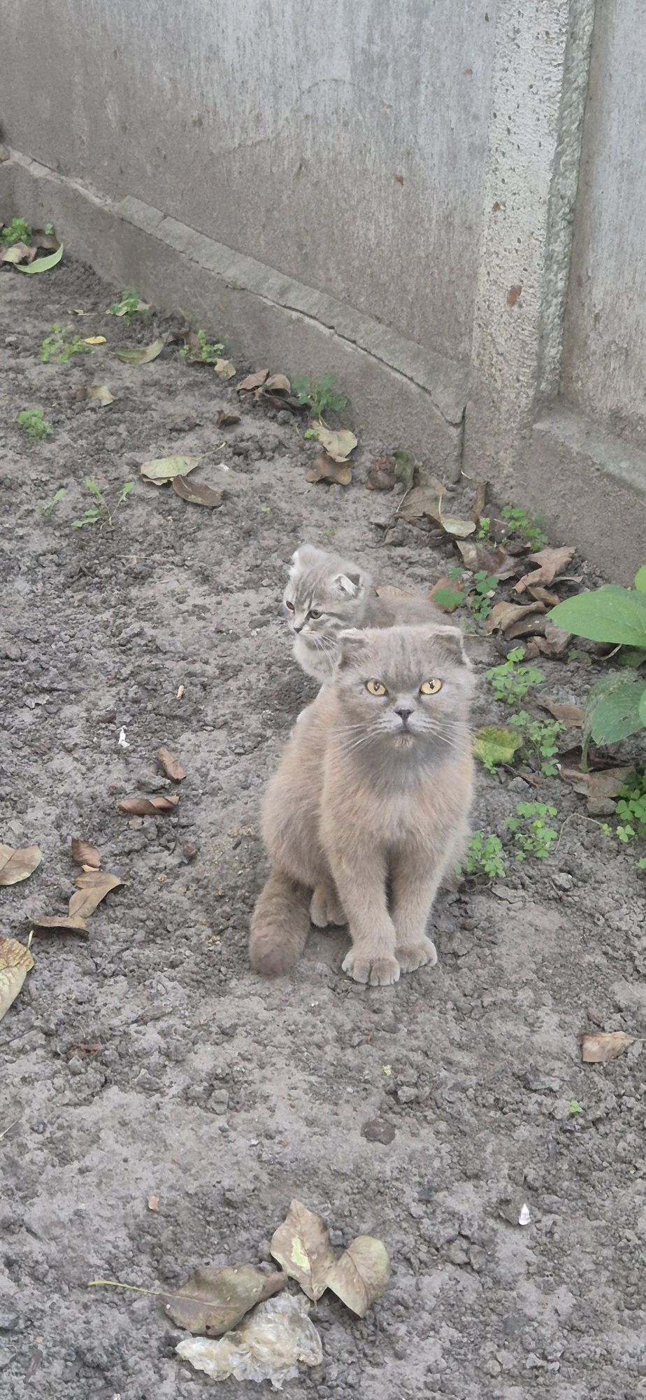 Віддам кицьку, британка.