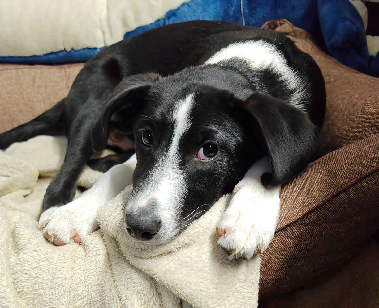 Wally do adopcji! Sandomierz