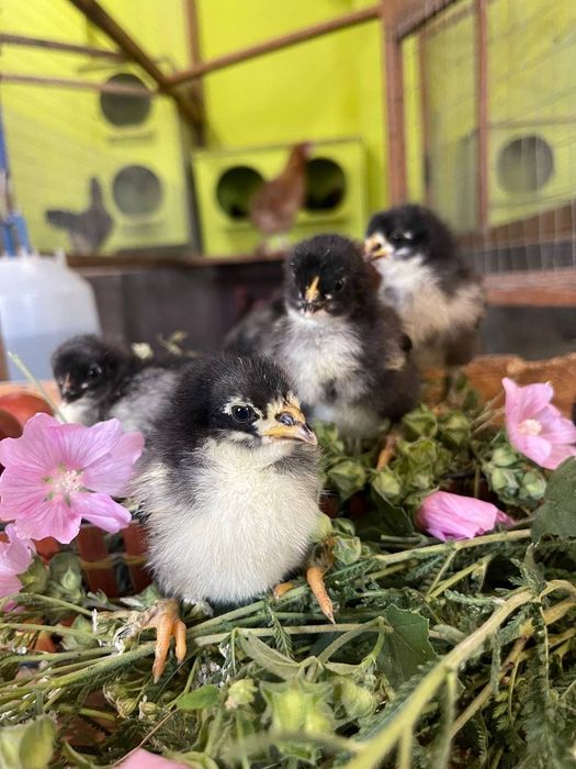 ЧМ Маран -курчата