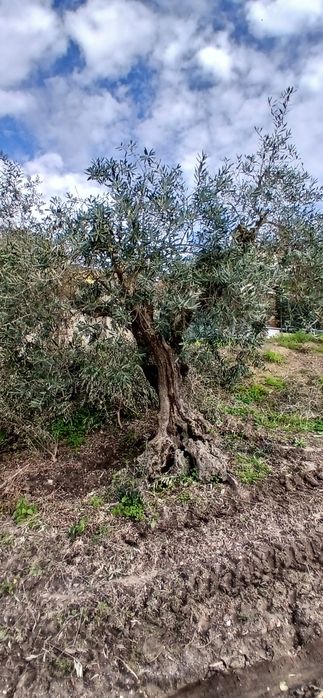 Vendo oliveiras centenárias