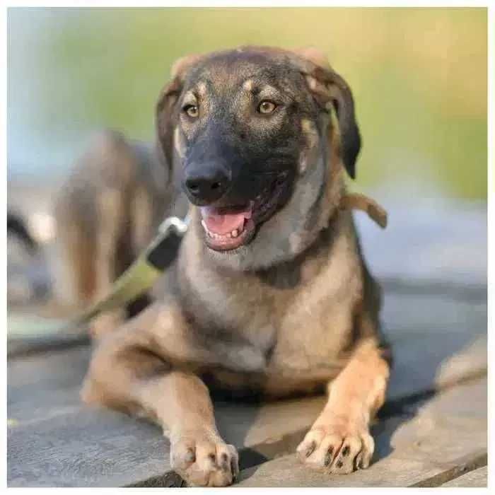 Пес, щенок ищет дом