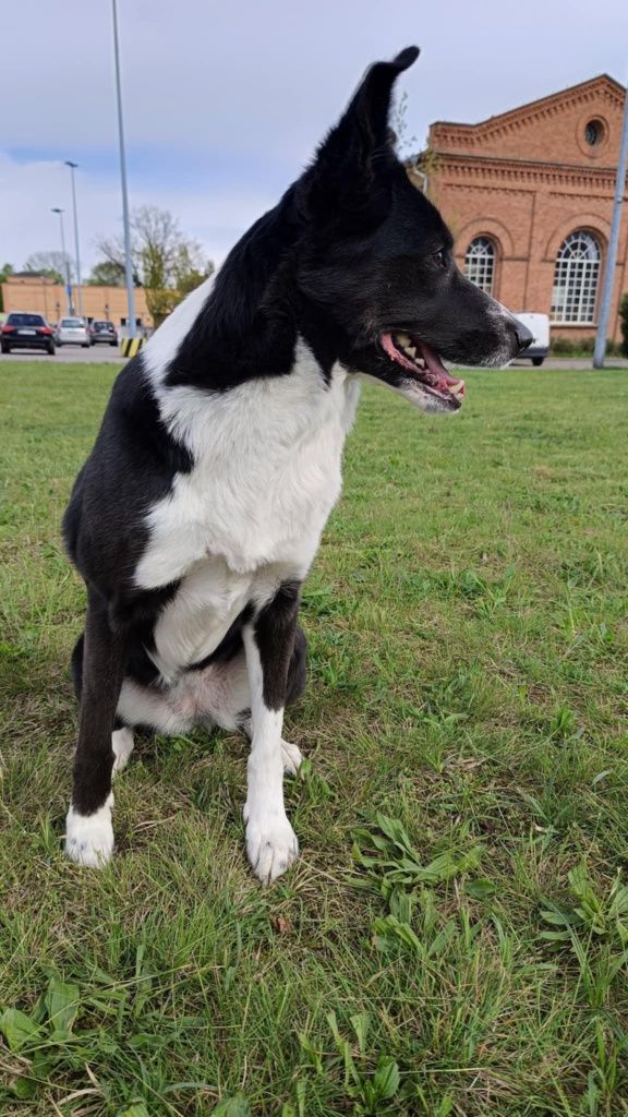 Oddam suczkę MEGI Border Collie