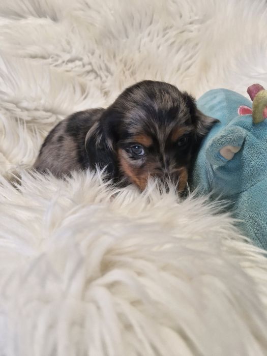 **JASPER **jamnik miniaturowy długowłosy blue merle do rezerwacji