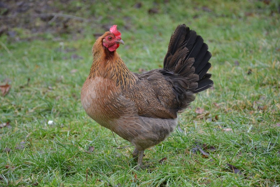 Rossa leghorn zielononóżki sonia lohman Brown kury nioski na jajko