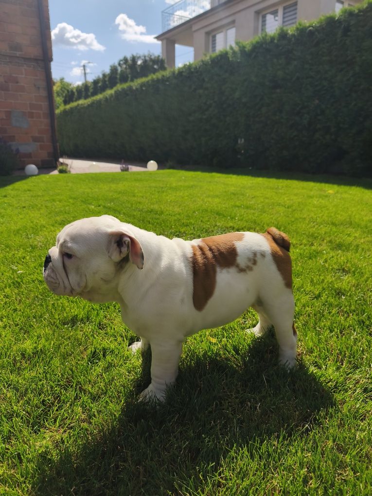 Buldog angielski FCI