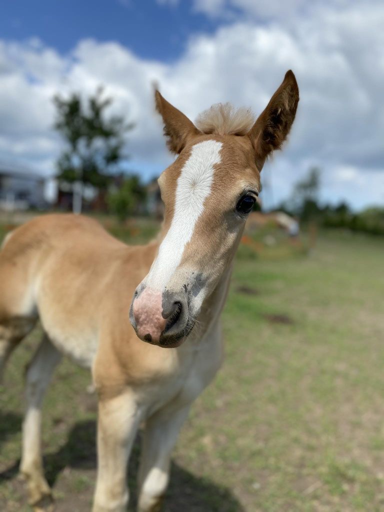 Ogier haflinger odsadek sprzedam