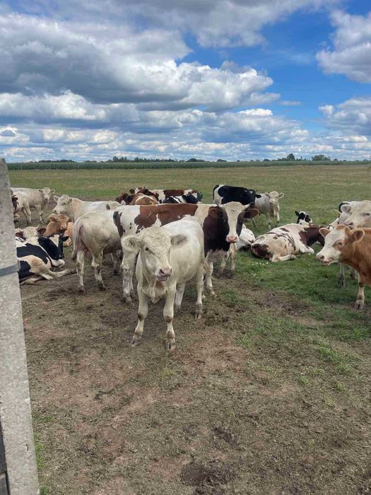 Продам бички чистокровної породи Голштин та Сементал.