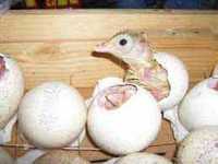 інкубаційне яйце Україна та імпорт