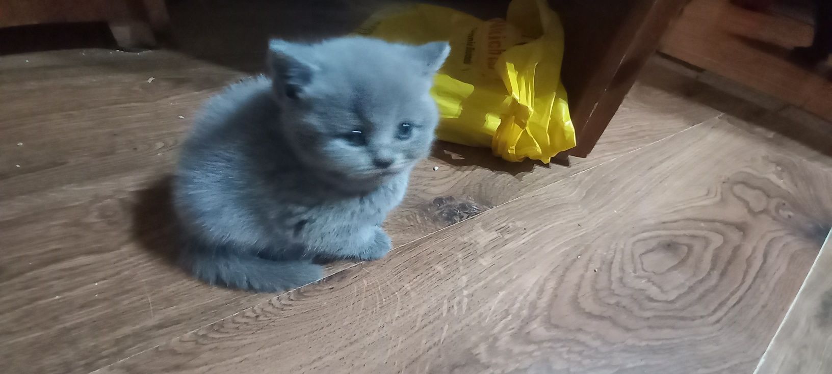 Kotek brytyjski liliowy