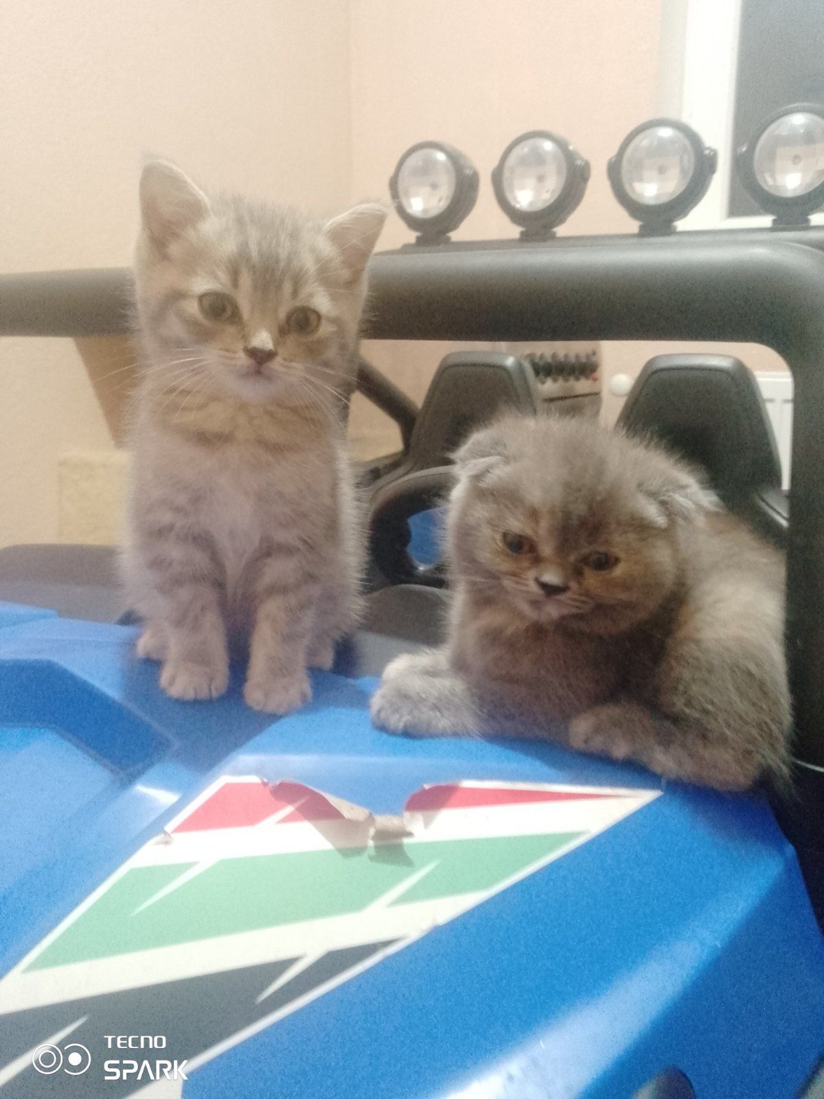 Британські кошенята