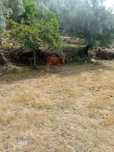 Vendo Vitela Cachena