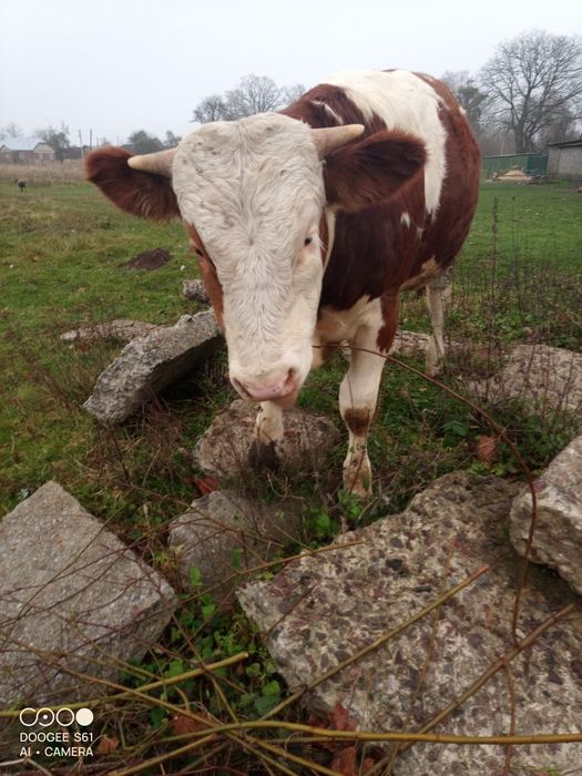 Бичок симентал на плем'я