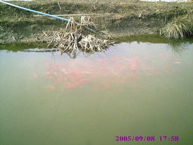 lin od 15 cm do25 planowany odłów 25.10.25r (sobota) i amur tołpyga