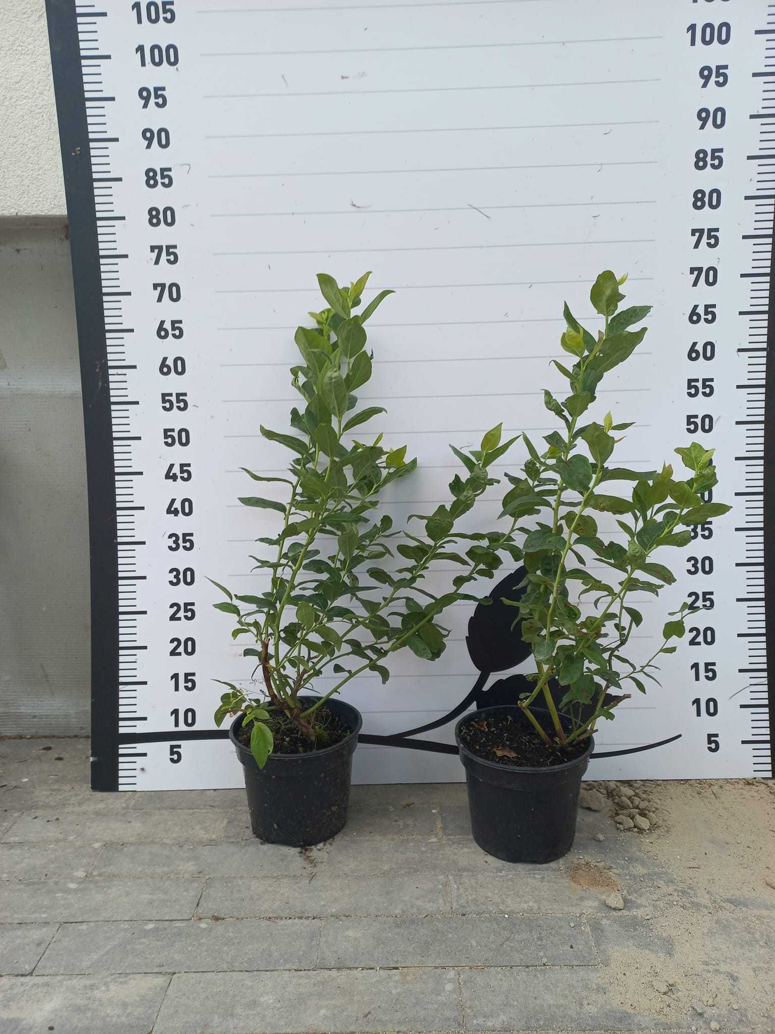 borówka amerykańska sadzonki / blueberry / / Duke / Chandler/ Bluecrop