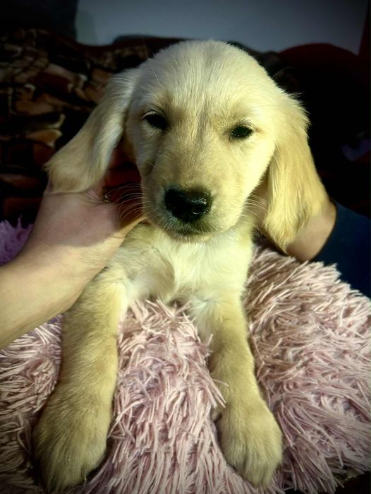 Golden Retriewer