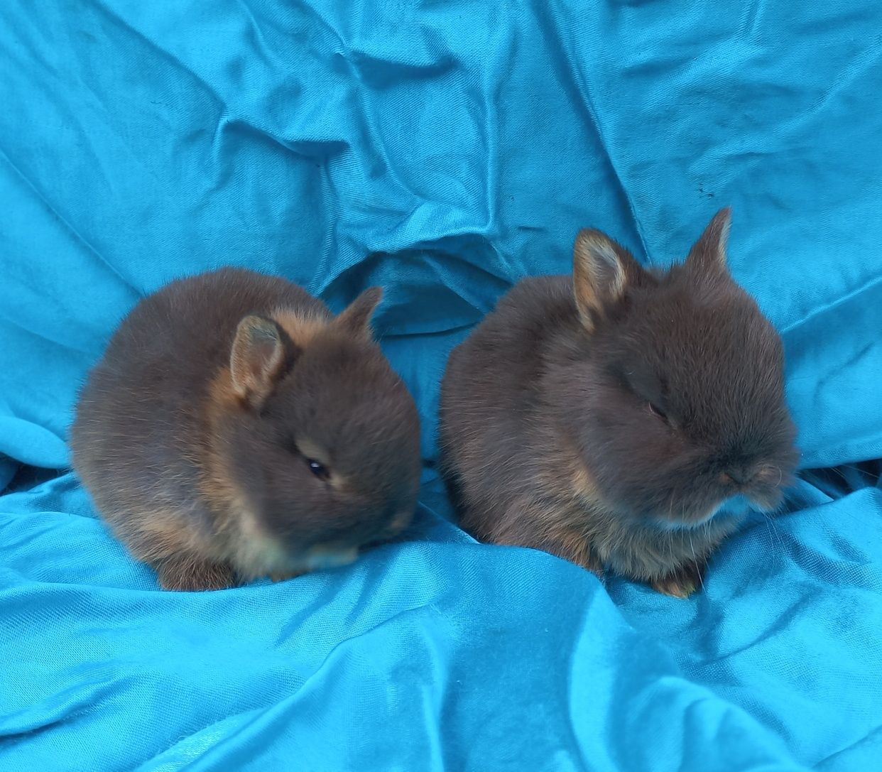 Карликовый голандский мини кролик очень редкого окраса шоколадный тан