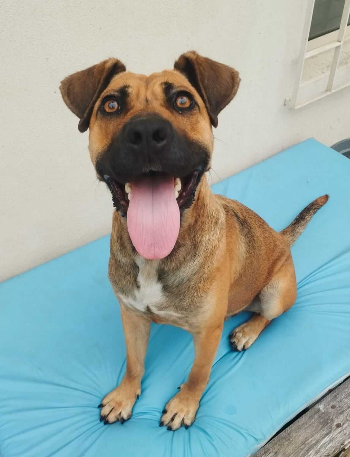 Cadela para adoção responsável