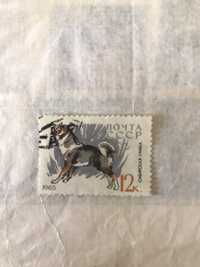 Почтовая марка «служебные и охотничьи собаки» 1965г