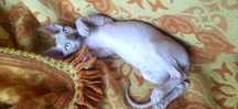 Gatinha Sphynx (sem pelo)